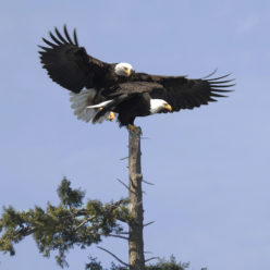 yuxwule’ | Bald Eagle