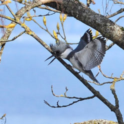 tth’uchulu | Kingfisher