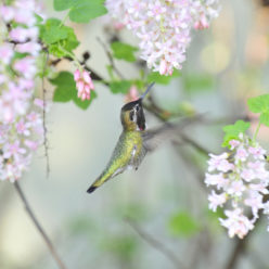 sxwut’ts’uli | Hummingbird