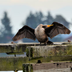 lhuthnuts | cormorant