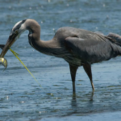 smuqw’a’ | Heron