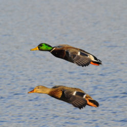tunuqsun | mallard