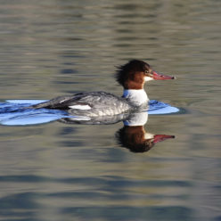 xwaaqw’ | merganser