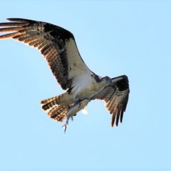 tth’ihwtth’uhw | Osprey
