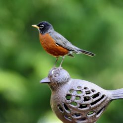 skw’qeqe’ | robin