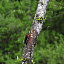 ts’utum | Sapsucker