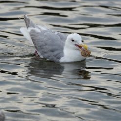 qwuni | Seagull