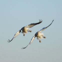 tl’ekw’uxun | snow goose