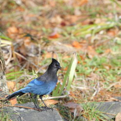 skwitth’uts | Steller’s Jay