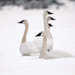s-hwuw’qun | Swan