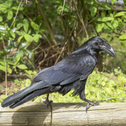spaal’ | Raven