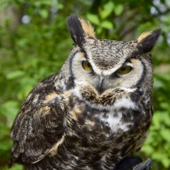 tsiitmuhw | Great Horned Owl