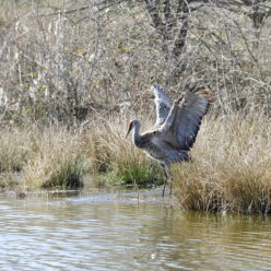 sliim | Sandhill Crane