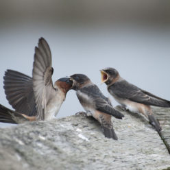 qw’uqw’sutsun’ | Swallow